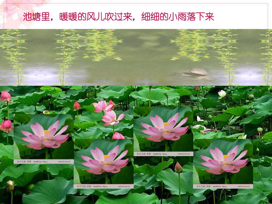 小班语言活动《荷花开》PPT课件小班语言活动《荷花开》PPT课件.ppt_第3页