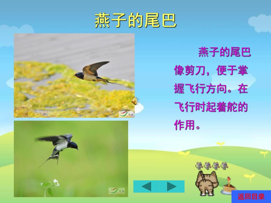 中班科学《有趣的尾巴动物尾巴的妙用》PPT课件教案1370521127.ppt_第2页