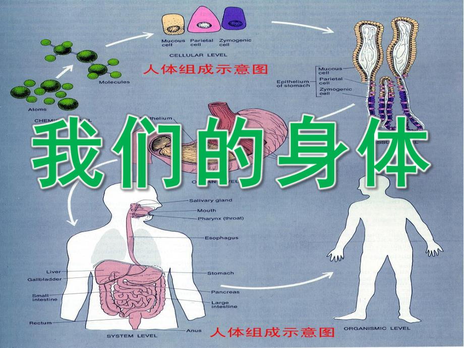 大班《我们的身体》PPT课件教案PPT课件.ppt_第1页