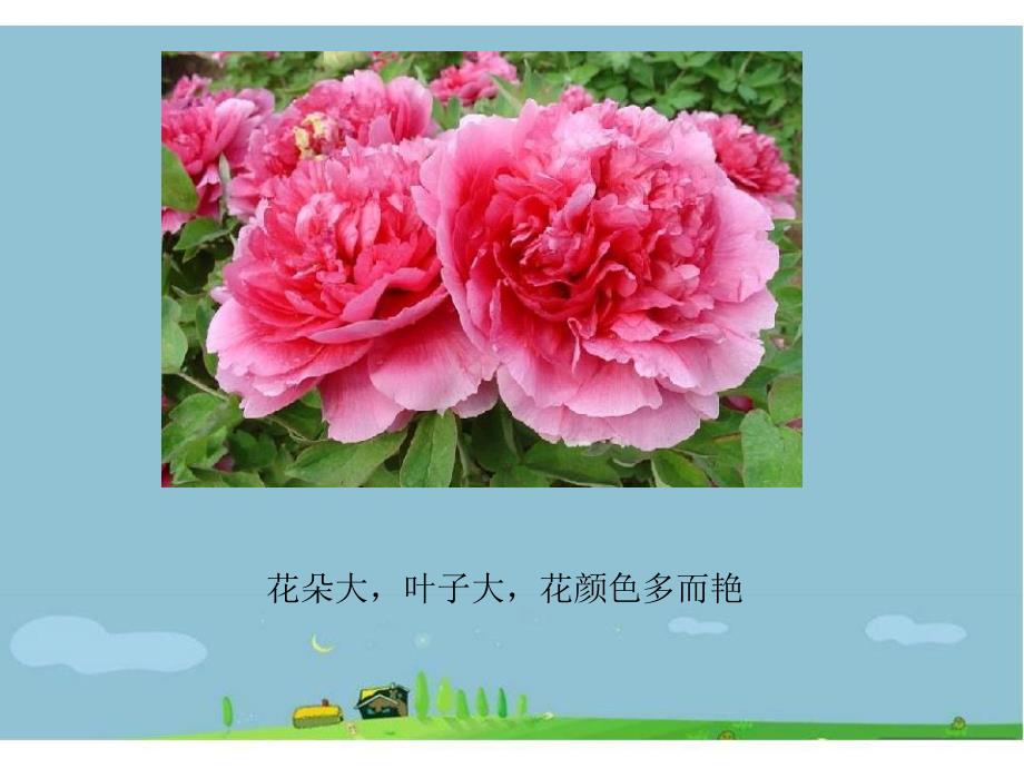 大班科学《国花牡丹花》PPT课件大班科学：国花牡丹.ppt_第2页