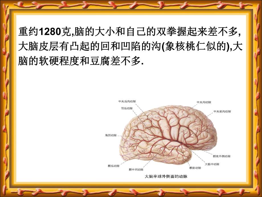 大班健康《大脑总司令》PPT课件教案人体的司令部大脑.ppt_第3页