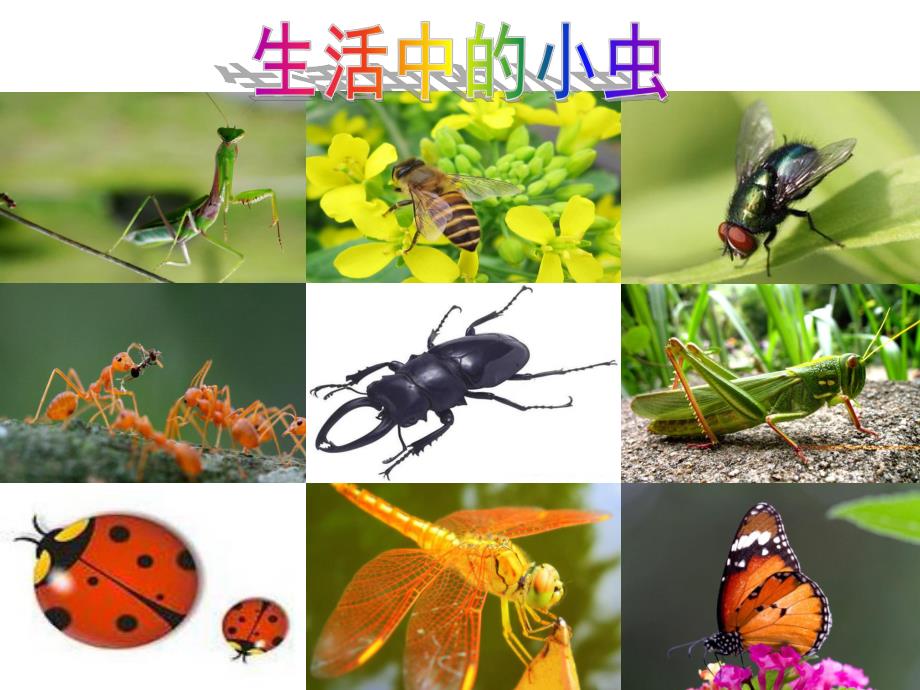 中班科学《有趣的小虫》PPT课件幼儿园中班科学活动：有趣的小虫.ppt_第3页