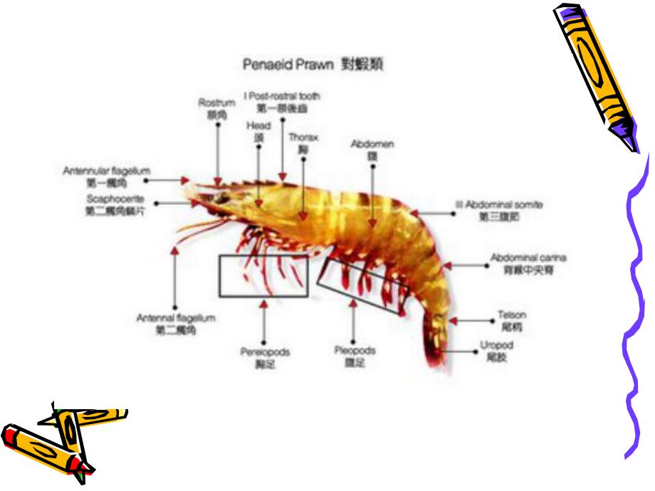 大班美术欣赏《虾》PPT课件教案幼儿园-大班欣赏-虾.ppt_第3页