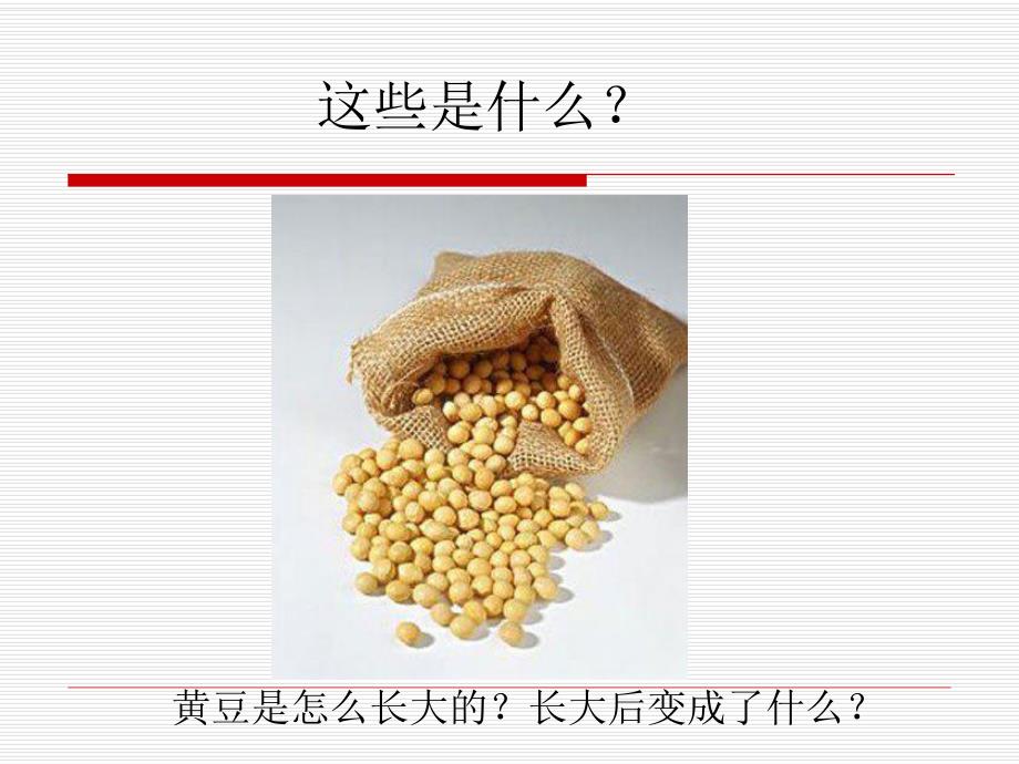 大班科学《大豆的朋友》PPT课件教案大班上科学：黄豆和豆制品.ppt_第2页