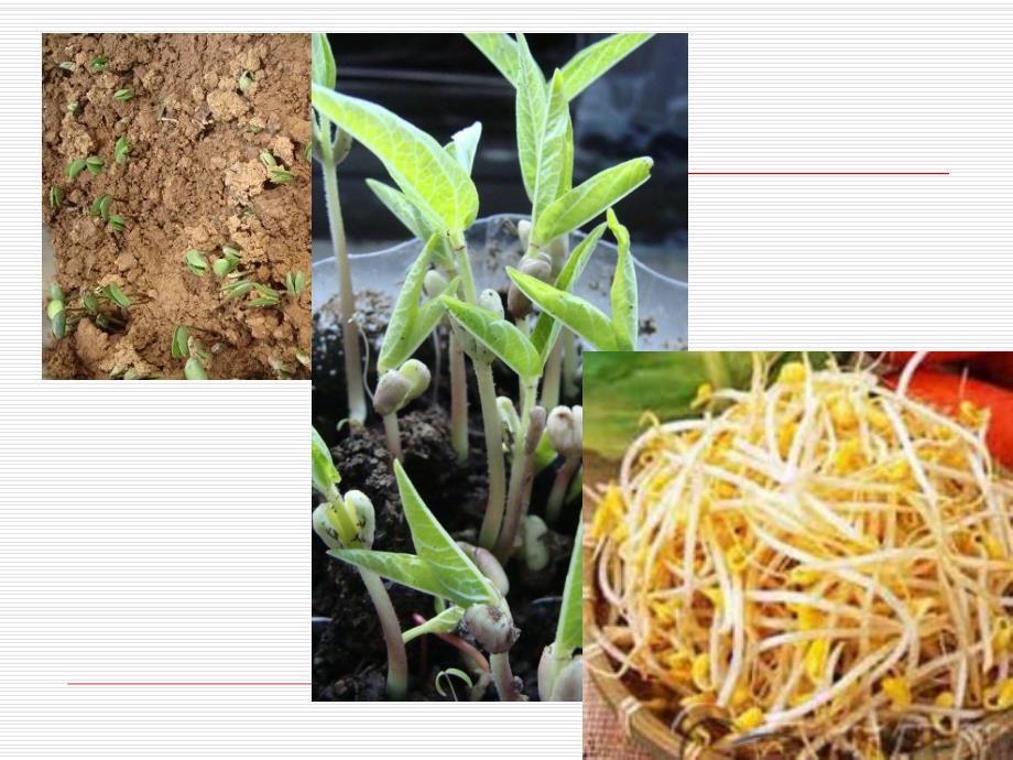 大班科学《大豆的朋友》PPT课件教案大班上科学：黄豆和豆制品.ppt_第3页