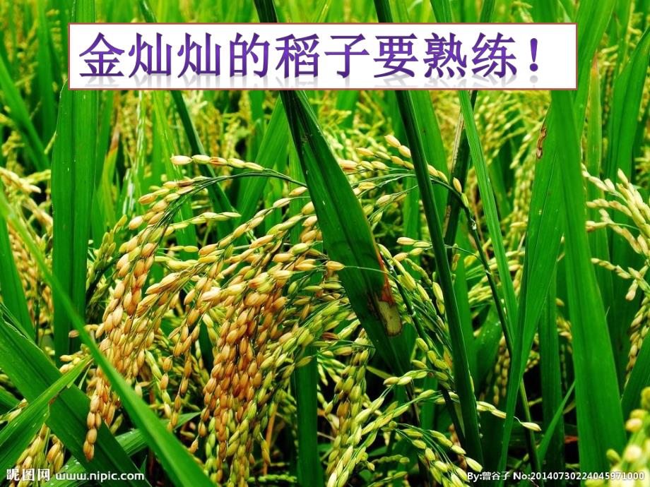 大班科学活动《神奇的食物链》PPT课件大班科学活动《神奇的食物链》PPT课件.ppt_第3页