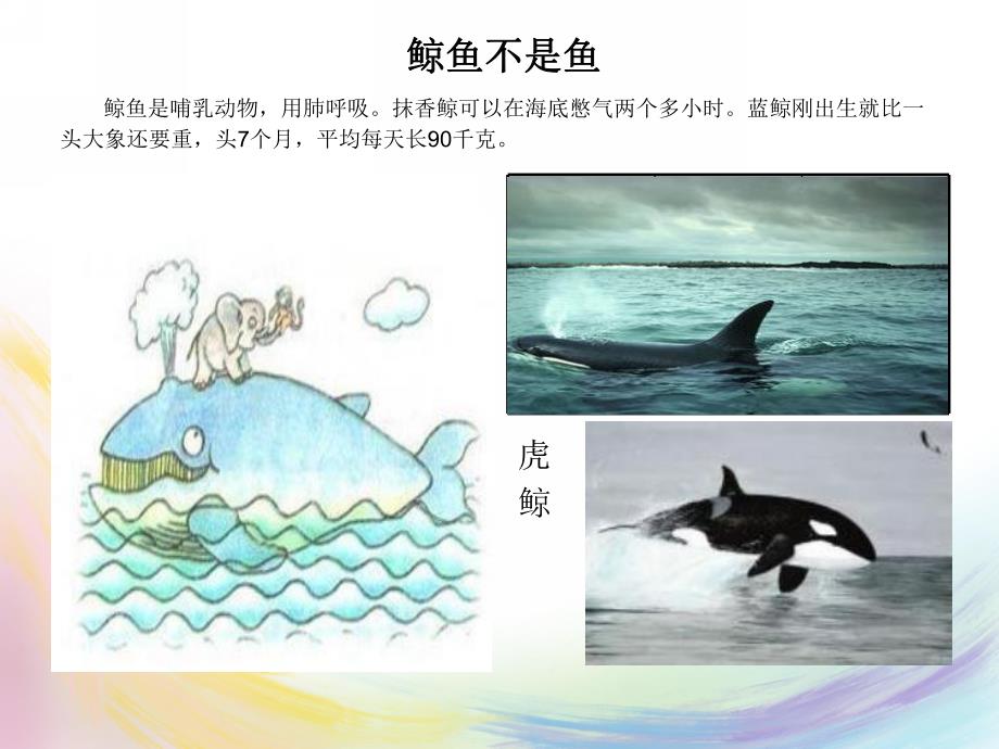 大班科学《海洋世界》PPT课件教案海洋世界.ppt_第3页