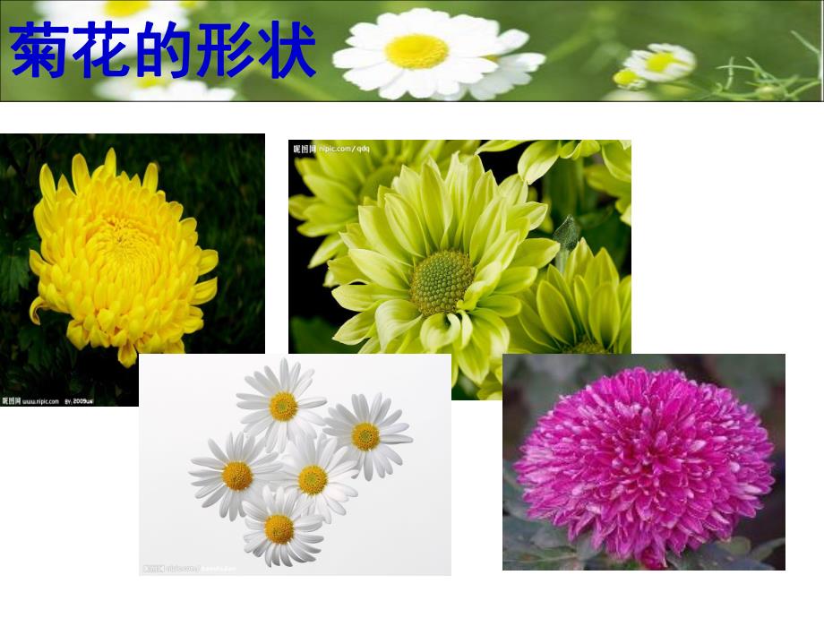 中班科学《美丽的菊花》PPT课件教案PPT课件.ppt_第3页