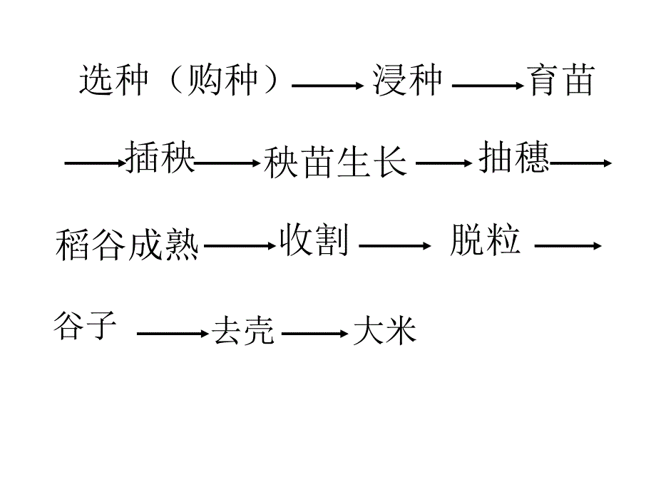 大班社会《大米的来历》PPT课件大米的来历PPT...ppt_第3页