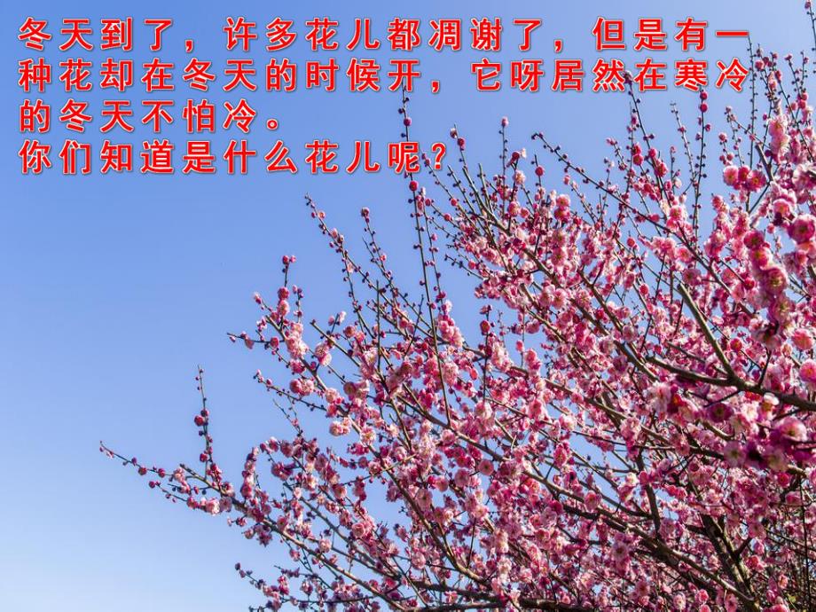 小班美术手指点画《梅花》PPT课件教案音乐PPT课件.ppt_第3页