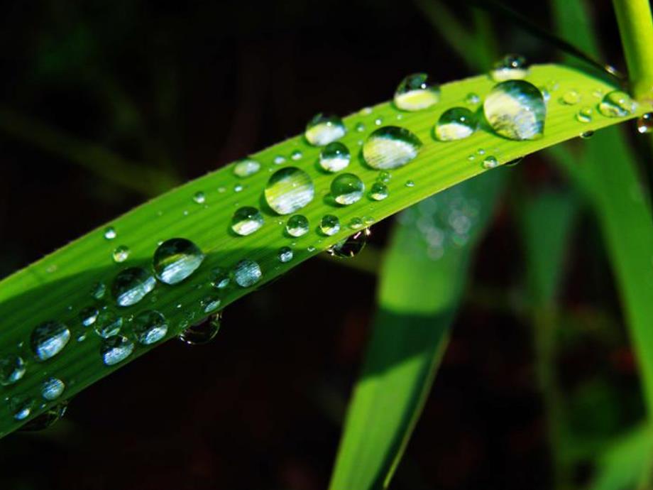 大班散文《雨中的树林》PPT课件教案雨中的树林课件[1].ppt_第3页