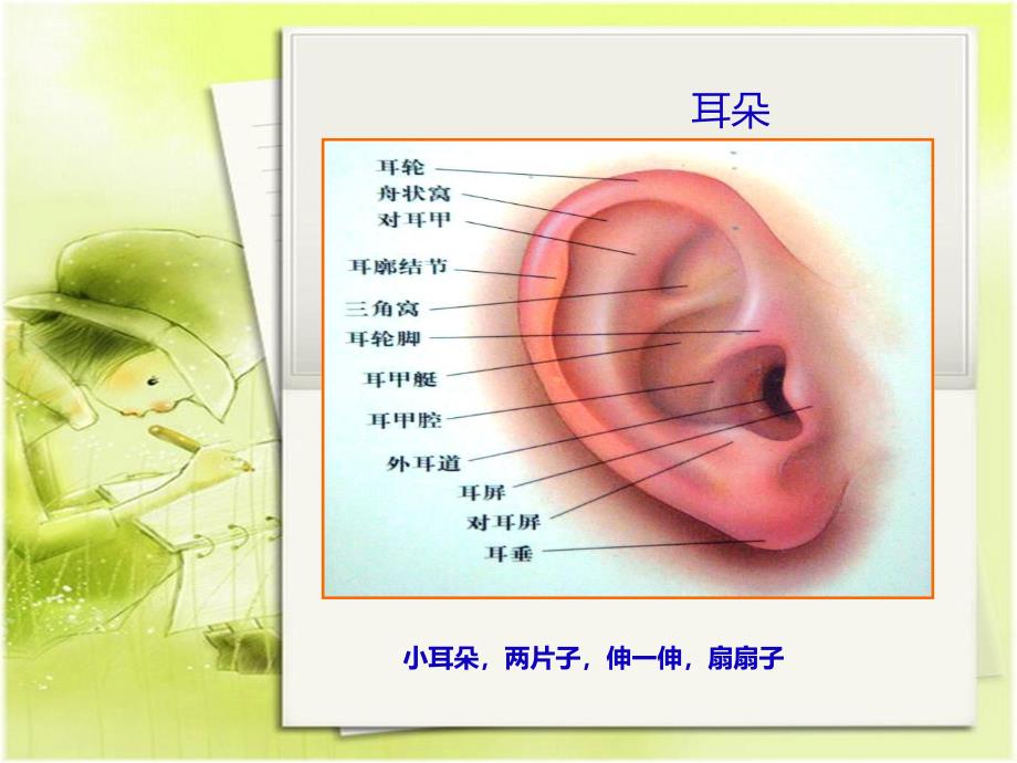 大班健康活动《耳朵的秘密》PPT课件教案ppt课件.ppt_第3页