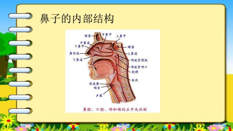 大班健康活动《鼻子的故事》PPT课件教案大班健康活动鼻子的故事.ppt_第3页