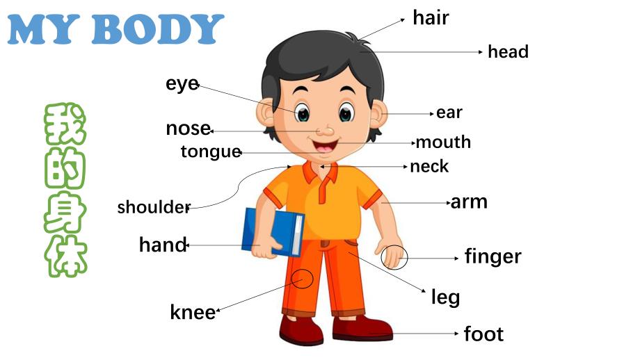 幼儿园英语《有趣的身体---my body》PPT课件.ppt_第2页