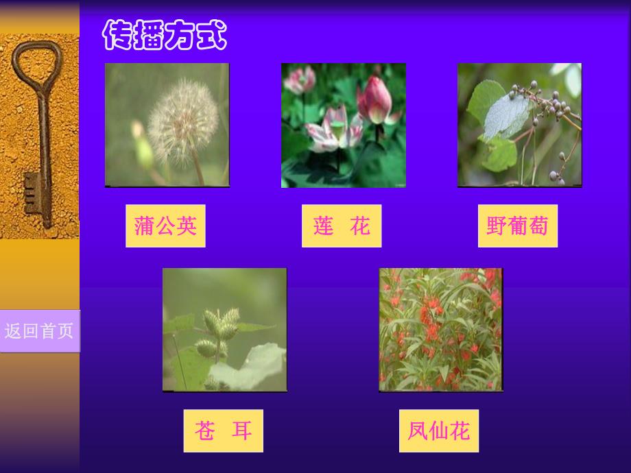 大班科学活动《种子的传播》PPT课件教案大班科学活动：种子的传播.ppt_第3页