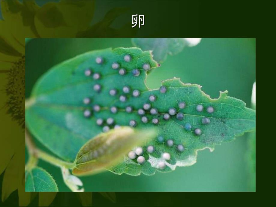 大班科学《蝴蝶的发育过程》PPT课件幼儿园课件蝴蝶的发育过程.ppt_第3页