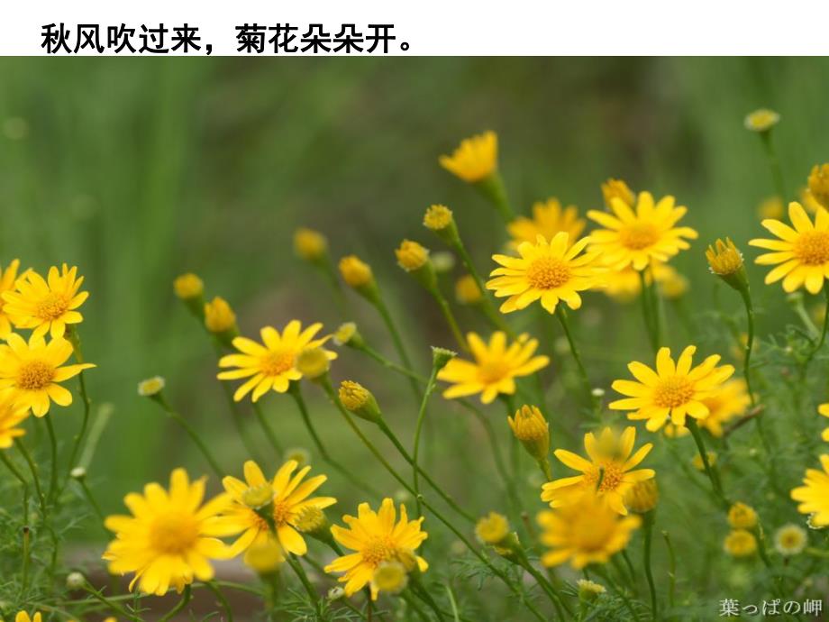 大班儿歌《菊花》PPT课件儿歌：菊花.ppt_第2页