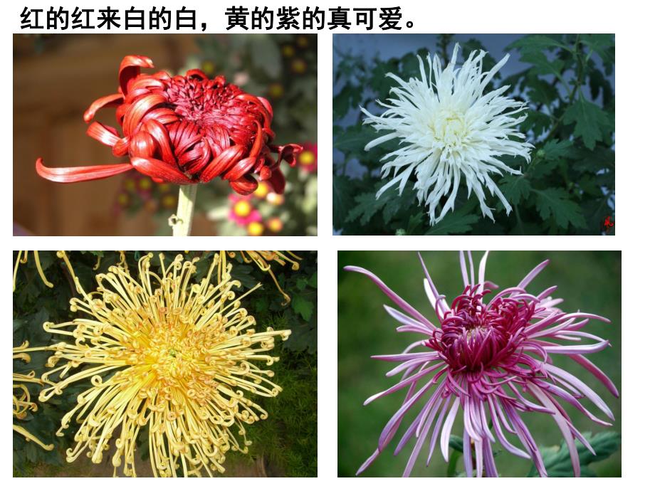 大班儿歌《菊花》PPT课件儿歌：菊花.ppt_第3页