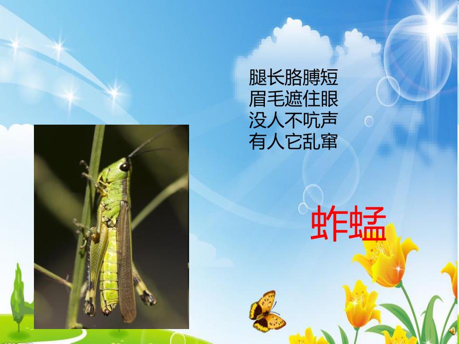 幼儿园动物儿歌《蚱蜢》PPT课件配音音乐PPT课件.ppt_第2页