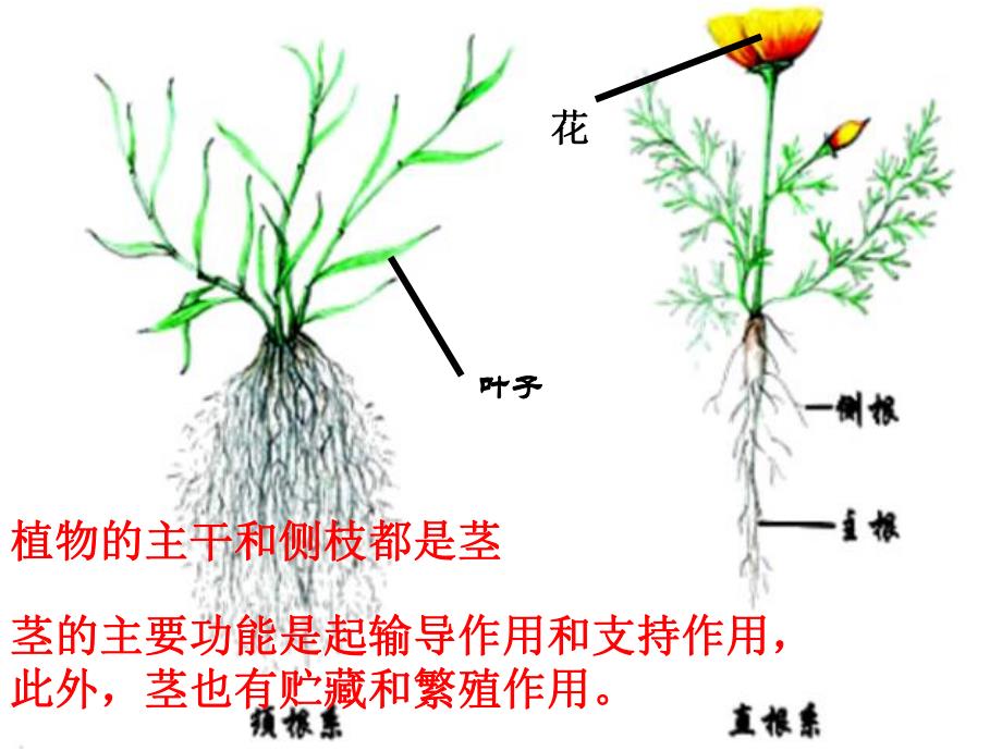 幼儿园科学活动《好吃又有营养的蔬菜》PPT课件教案科学活动：好吃又有营养的蔬菜.ppt_第3页