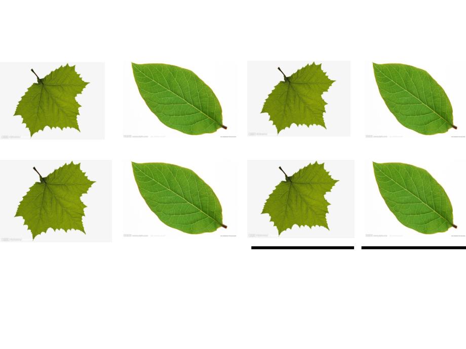 中班数学《小树叶排队》PPT课件教案中班数学小树叶排队.pptx_第3页