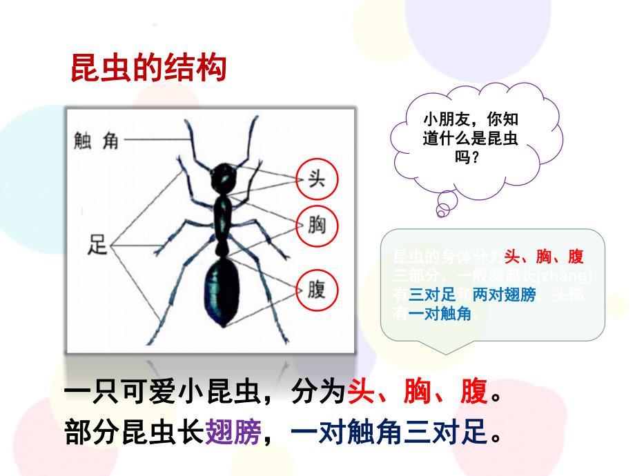 幼小衔接科学《认识昆虫》PPT课件幼小衔接课件科学-认识昆虫.ppt_第3页