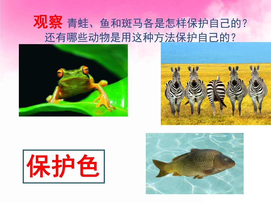 大班科学《动物怎样保护自己》PPT课件教案PPT课件.pptx_第3页