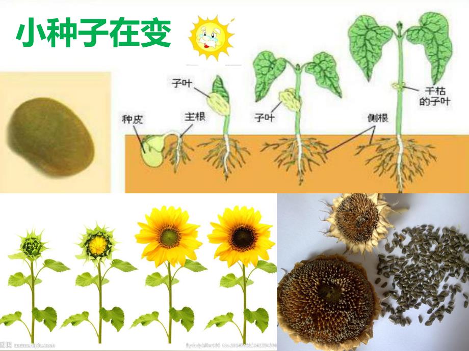 大班社会《一切都在变》PPT课件教案一切都在变.pptx_第2页