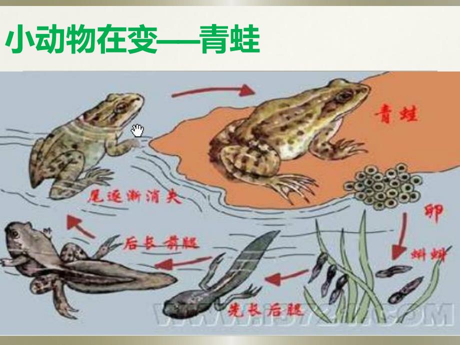 大班社会《一切都在变》PPT课件教案一切都在变.pptx_第3页