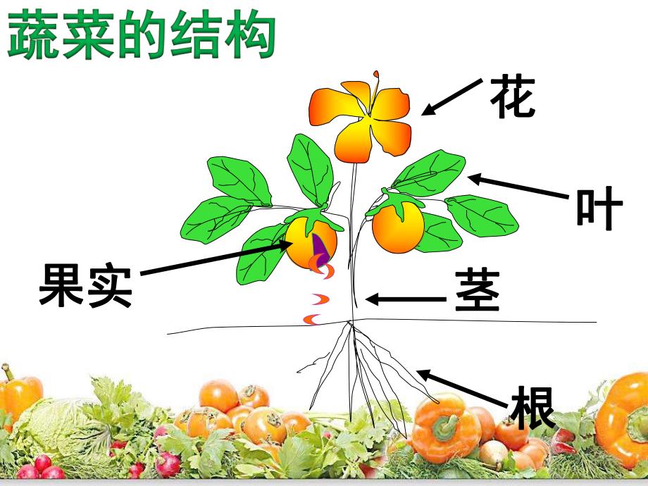 幼儿园《蔬菜王国》PPT课件教案蔬菜王国.ppt_第3页