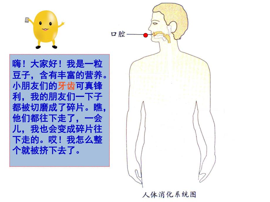 大班科学《食物的旅行》PPT课件教案PPT课件.pptx_第3页