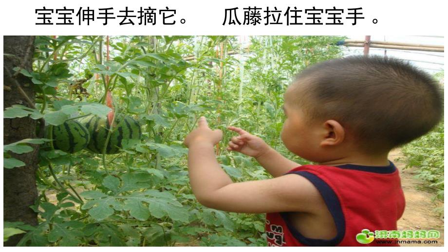 幼儿园识字《一朵花来一个瓜》PPT课件一朵花来一个瓜.ppt_第3页