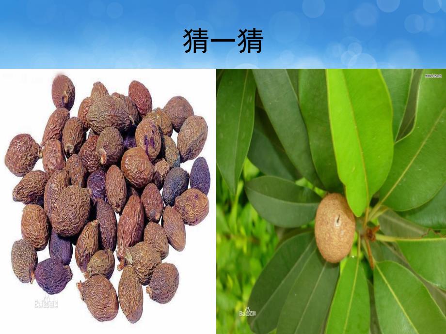 大班科学《神奇的草药茶》PPT课件教案PPT课件.pptx_第3页