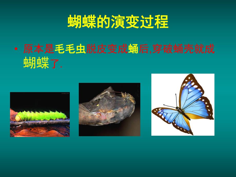 幼儿园活动《毛毛虫变蝴蝶》PPT课件教案毛毛虫变蝴蝶课件.ppt_第2页