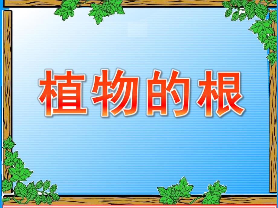 大班科学常识《植物的根》PPT课件教案科学启蒙---植物的根.pptx_第1页