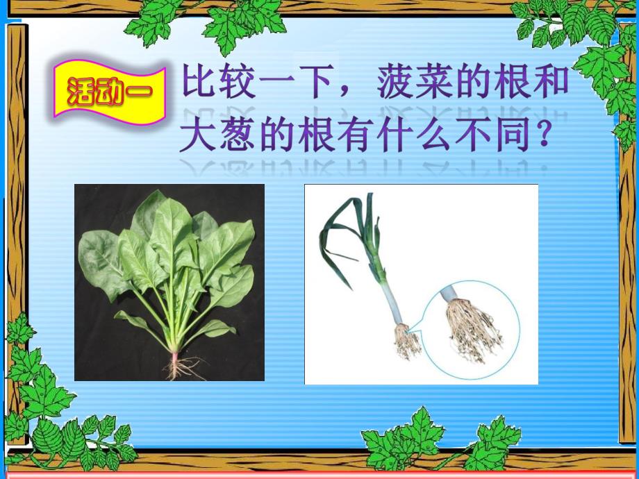 大班科学常识《植物的根》PPT课件教案科学启蒙---植物的根.pptx_第2页