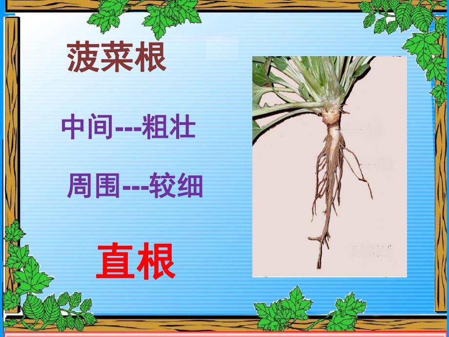 大班科学常识《植物的根》PPT课件教案科学启蒙---植物的根.pptx_第3页